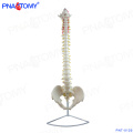 PNT-0120 modelo de anatomia médica de ensino humano de plástico anatômico